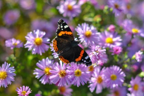 butterfly on a bright autumn flower on a sunny day - garden decoration stock pictures, royalty-free photos & images