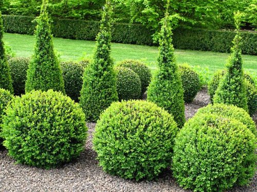 buxus balls for sale - garden decoration stock pictures, royalty-free photos & images