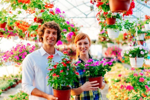 buying fresh and potted flowers for interior - home decoration stock pictures, royalty-free photos & images