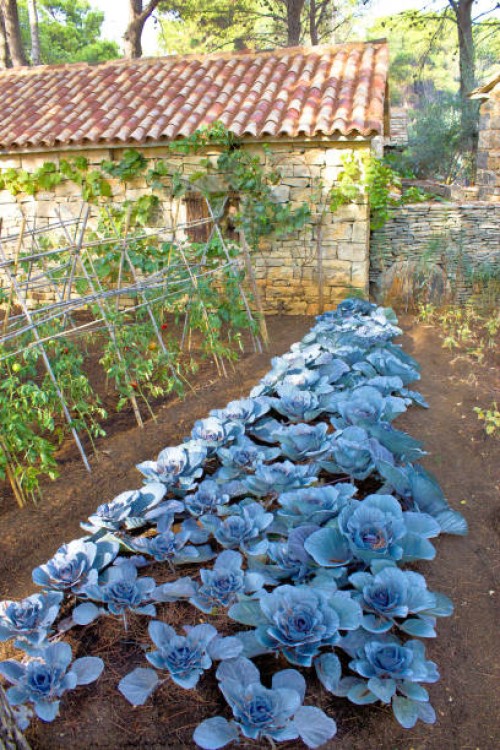 cabbage vegetable in backyard garden - garden decoration stock pictures, royalty-free photos & images