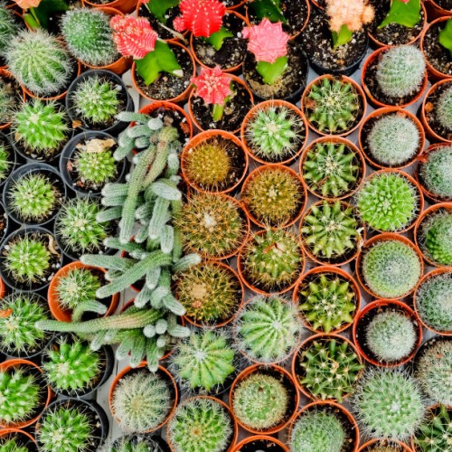 cactus desert plant. - garden decoration stock pictures, royalty-free photos & images