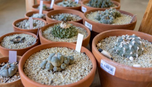 cactus in their pots - garden decoration stock pictures, royalty-free photos & images