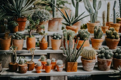 cactus plant - garden decoration stock pictures, royalty-free photos & images