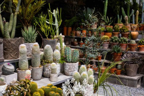 cactus plant in botanical garden - garden decoration stock pictures, royalty-free photos & images