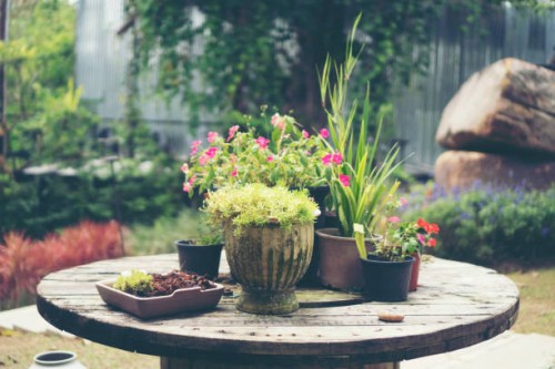 cactus pot in coffee cafe, vintage filter image - garden decoration stock pictures, royalty-free photos & images