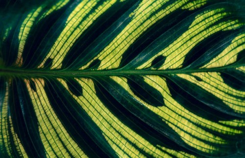 calathea makoyana leaves pattern background with dark green color - garden decoration stock pictures, royalty-free photos & images