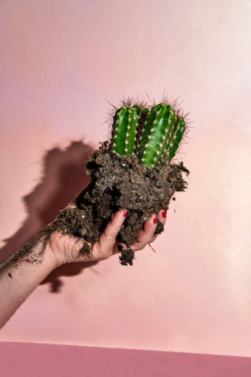 captus planted on a female hand on a pink background - garden decoration stock-fotos und bilder