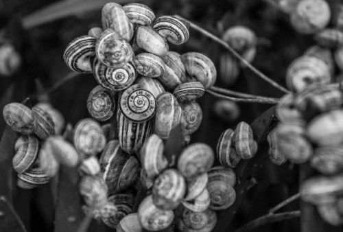 caracol - garden decoration stock pictures, royalty-free photos & images
