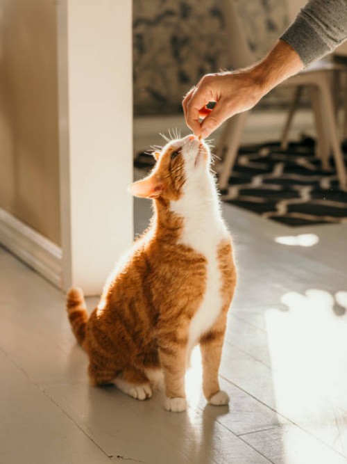 cat getting cat treats - food stock pictures, royalty-free photos & images