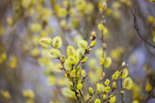 catkins on branch. first signs of spring - garden decoration stock pictures, royalty-free photos & images