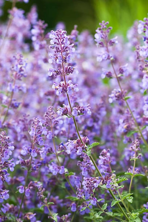catmint / catnip, nepeta racemosa 'walker's low' - iv - garden decoration stock pictures, royalty-free photos & images