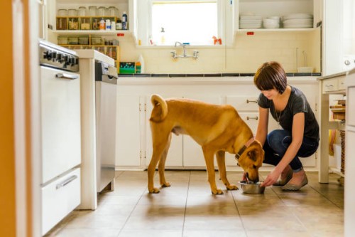 caucasian woman feeding dog in kitchen - food stock pictures, royalty-free photos & images