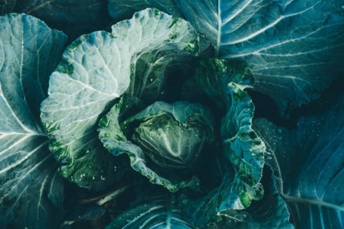 cauliflower grows in the vegetable garden . - food stock pictures, royalty-free photos & images