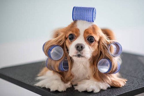 cavalier king charles spaniel dog grooming session - hairstyle stock pictures, royalty-free photos & images