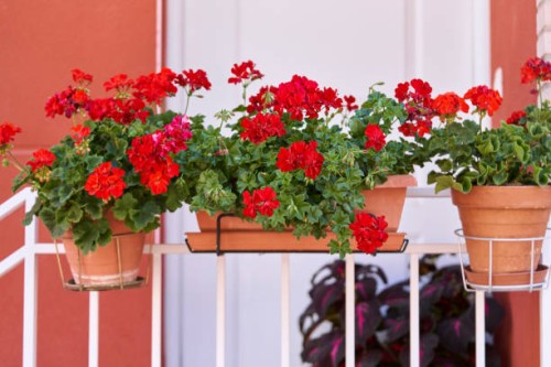 ceramic pots with red flowers on a handrail of a staircase outside a house, front view - garden decoration stock pictures, royalty-free photos & images