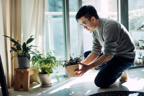 cheerful young asian man enjoying his time at home. he is taking care and watering plants in the living room by the balcony in the morning - garden decoration stock pictures, royalty-free photos & images