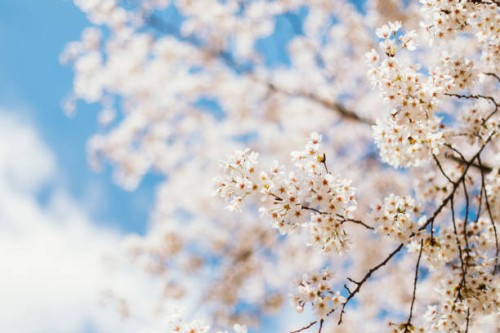 cherry blossom - garden decoration stock pictures, royalty-free photos & images