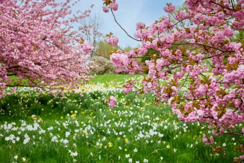 cherry blossom in a beautiful garden - garden decoration stock pictures, royalty-free photos & images