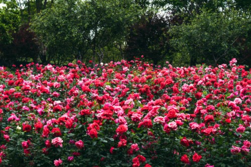 chinese rose - garden decoration stock pictures, royalty-free photos & images