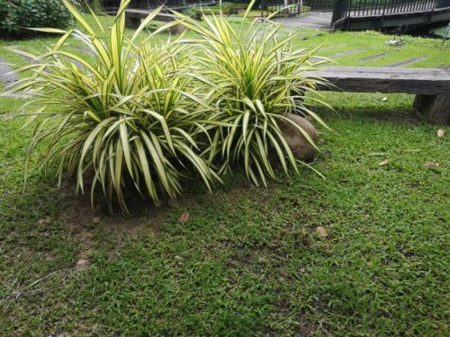 chlorophytum bichetii (karrer) backer spider plant, airplane plant chlorophytum comosum - garden decoration stock pictures, royalty-free photos & images