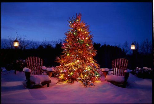 christman tree and adirondack chairs - garden decoration stock pictures, royalty-free photos & images