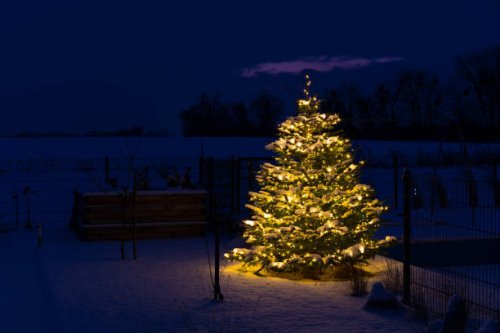 christmas in glr - christmas tree with snow and lights in garden - garden decoration stock pictures, royalty-free photos & images