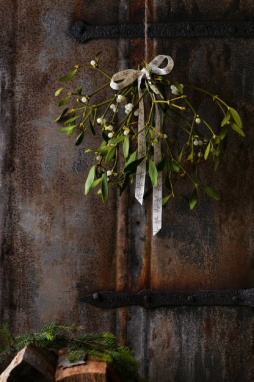 christmas mistletoe plant with berries tied in a bunch with a bow hanging on an old rustic door. - garden decoration stock pictures, royalty-free photos & images