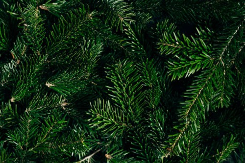 christmas tree branches. the concept of the new year, christmas, nature. banner. flat lay, top view - garden decoration stock pictures, royalty-free photos & images