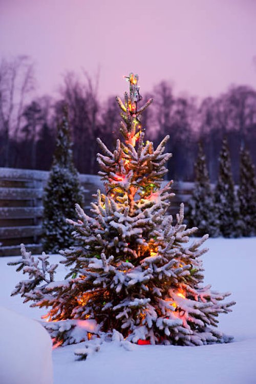 christmas tree with snow and lights - garden decoration stock pictures, royalty-free photos & images