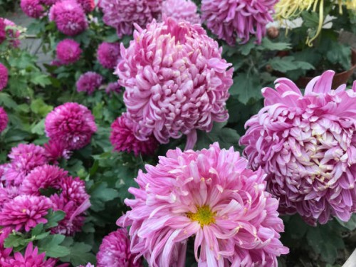 chrysanthemum in wuxi xihui park - garden decoration stock pictures, royalty-free photos & images