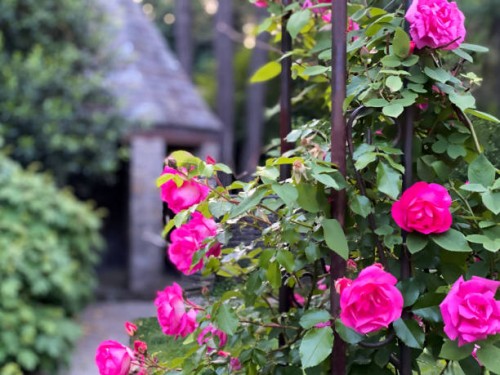 climbing rose bush in bloom on an iron trellis - garden decoration stock-fotos und bilder