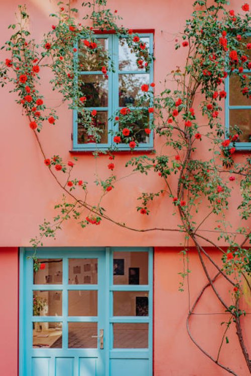 climbing rose surrounds the front of a pink house with blue windows - garden decoration stock pictures, royalty-free photos & images