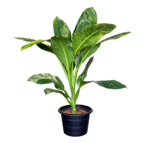 clipping part of dieffenbachia sp. (araceae) variegated plants in a black plastic pot, isolated on a white background. - garden decoration stockfoto's en -beelden