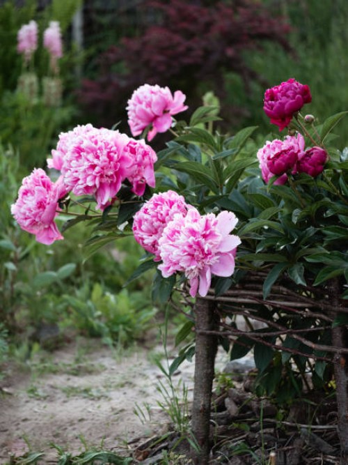 close-up blooming pink peony bush in wooden weaving trellis plant support in cottage garden - garden decoration stock pictures, royalty-free photos & images