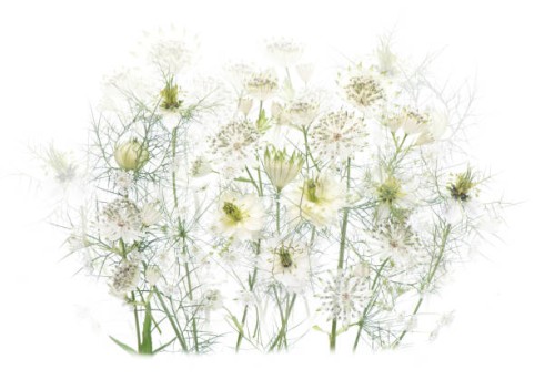 close-up, high-key image or white astrantia and love-in-a-mist flowers also known as masterwort and nigella, arranged against a white background - garden decoration stock pictures, royalty-free photos & images