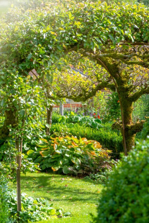 close-up image of a living structure apple tree archway in an english garden with soft sunshine - garden decoration stock pictures, royalty-free photos & images