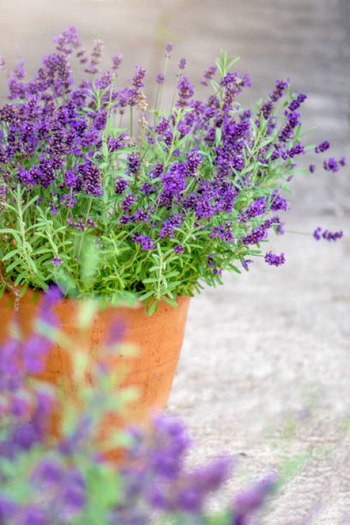 close-up image of beautiful summer flowering, lavender, purple flowers in terracotta pots - garden decoration stock pictures, royalty-free photos & images