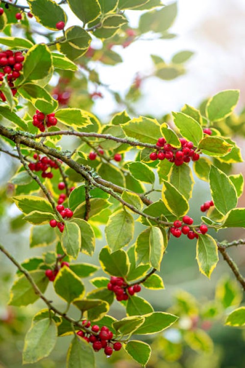 close-up image of festive variegated christmas holly leaves with vibrant winter red berries - garden decoration stock pictures, royalty-free photos & images