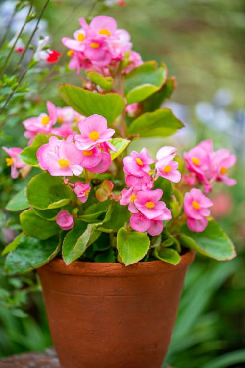close-up image of pink begonia semperflorens summer flowers in a terracotta garden pot - garden decoration stock pictures, royalty-free photos & images