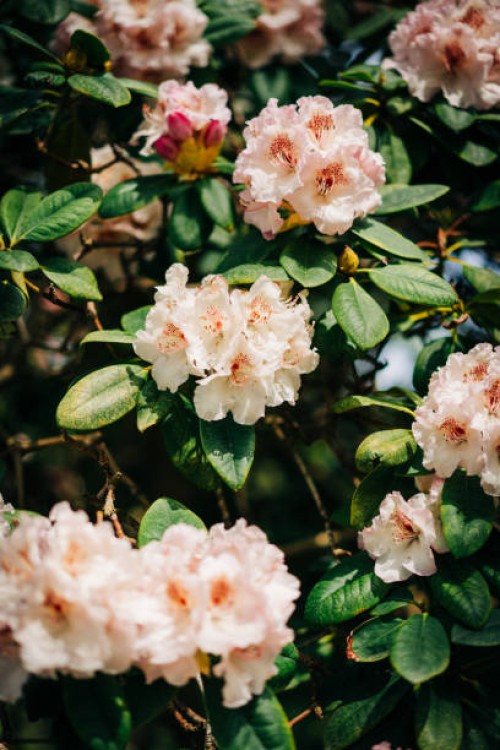 close-up image of the beautiful spring flowering azalea rhododendron flower - garden decoration stock pictures, royalty-free photos & images