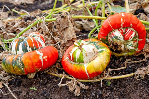 close-up image of vibrant coloured turk's turban pumpkin - squash vegetable - garden decoration stock pictures, royalty-free photos & images