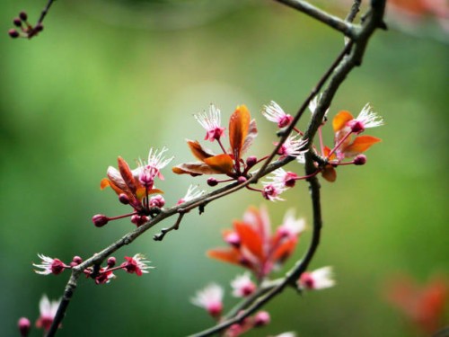 close-up of a branch of the purple plum tree with flowers and buds in spring in paris, france - garden decoration stock pictures, royalty-free photos & images