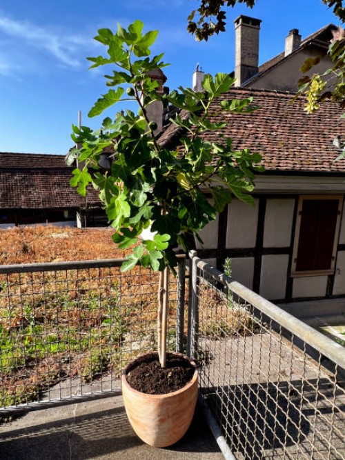 close-up of a fig tree in a pot - garden decoration stock pictures, royalty-free photos & images