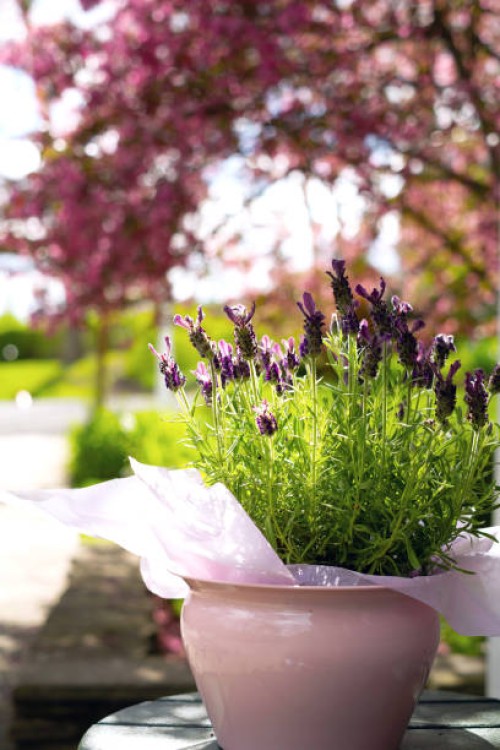 close-up of a lavender plant. - garden decoration stock pictures, royalty-free photos & images