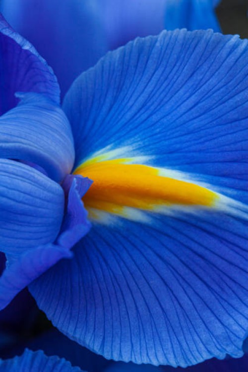 close-up of a purple iris flower. - garden decoration stock pictures, royalty-free photos & images