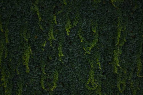 close-up of a wall covered with a climbing plant. - garden decoration stock pictures, royalty-free photos & images