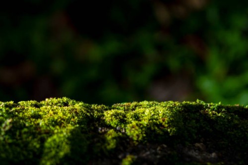 close-up of beautiful green moss on close-up background. moss macro beautiful moss background for wallpaper - garden decoration stock pictures, royalty-free photos & images