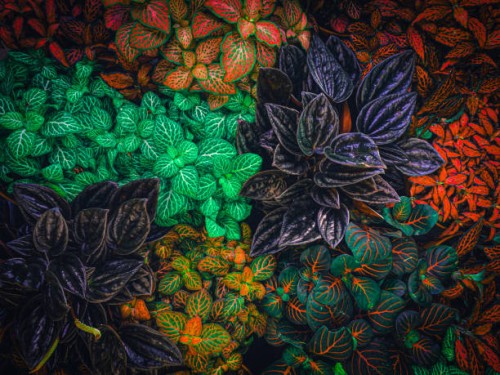 close-up of flowers - garden decoration stock pictures, royalty-free photos & images