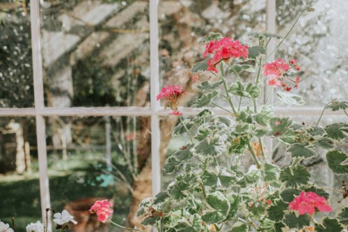 close-up of flowers in a stylish greenhouse - garden decoration stock pictures, royalty-free photos & images