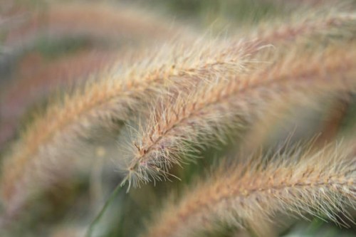 close-up of fountain grasses (pennisetum) growing in a botanical garden - garden decoration stock pictures, royalty-free photos & images